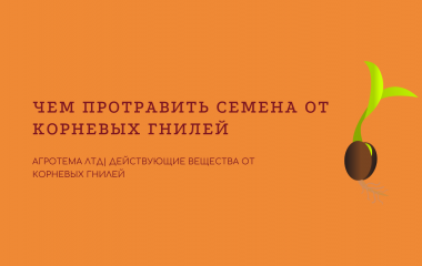 Чим протруїти насіння від кореневих гнилей