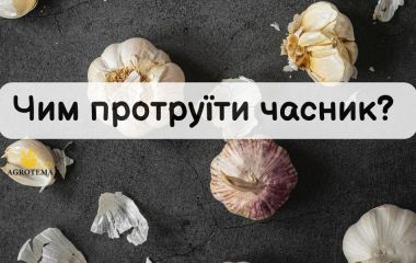 Чим протруїти часник?