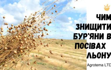 Чем уничтожить сорняки в посевах льна