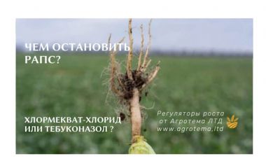 Чим зупинити ріпак? Хлормекват-хлорид або тебуконазол?