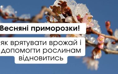Весняні приморозки: як врятувати врожай і допомогти рослинам відновитись