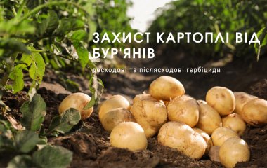 Захист картоплі від бур'янів