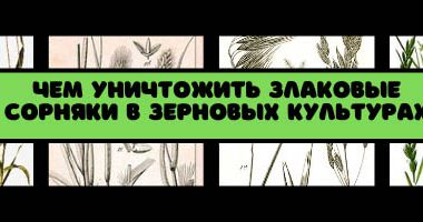 Чим знищити злакові бур'яни в посівах зернових культур